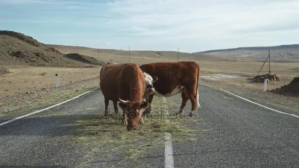 วัวบนถนนยางมะตอยในทุ่งหญ้าภูเขาป่า ปศุสัตว์ — วีดีโอสต็อก