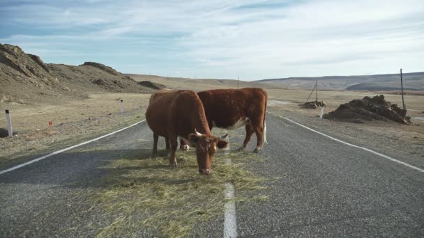 Krávy jedí seno, stojící na cestě. Dobytek, hospodářská zvířata. — Stock video