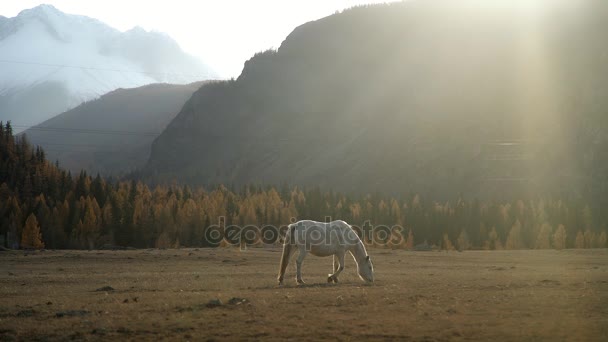 Pôr do sol nas montanhas e um cavalo branco em um amplo campo . — Vídeo de Stock