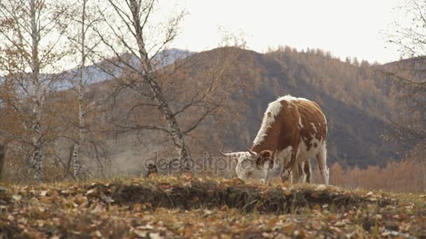 En lone ko med röd färg är bete i början av hösten. — Stockvideo