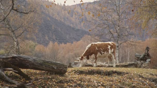Rot-weiß schöne Kuh grast in malerischer Berglandschaft — Stockvideo
