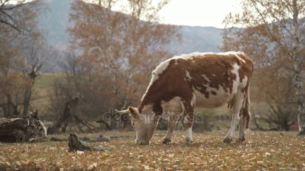 美しい自然の紅葉背景上家畜牛. — ストック動画