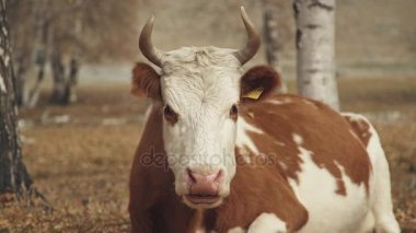 İnek kamera görünüyor. Sonbahar yaban hayatı bir arka plan üzerinde hayvancılık