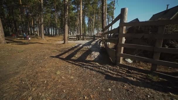 Veduta di un cancello della fattoria che conduce nella foresta verde con abeti rossi di altezza . — Video Stock