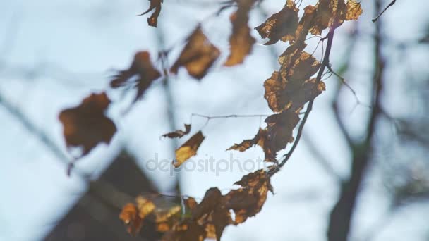 Follaje amarillo seco en una rama de abedul. Naturaleza otoñal — Vídeo de stock