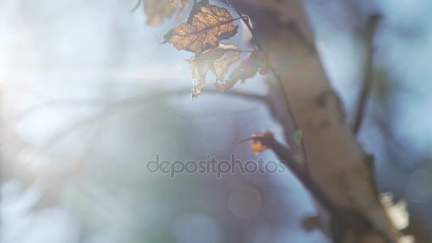 Abedul con hojas amarillas de otoño. El follaje seco amarillo sobre el abedul — Vídeo de stock