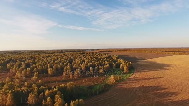 Gouden veld in de vroege herfst, tops van vergeelde bomen, helder blauwe hemel — Stockvideo