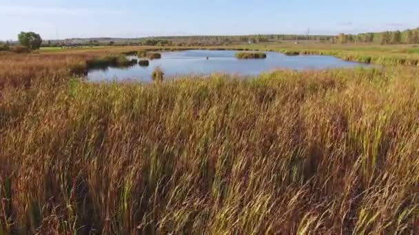 Autumn lake cane trees, yellow grass, landscape. Aerial view. — Stock Video