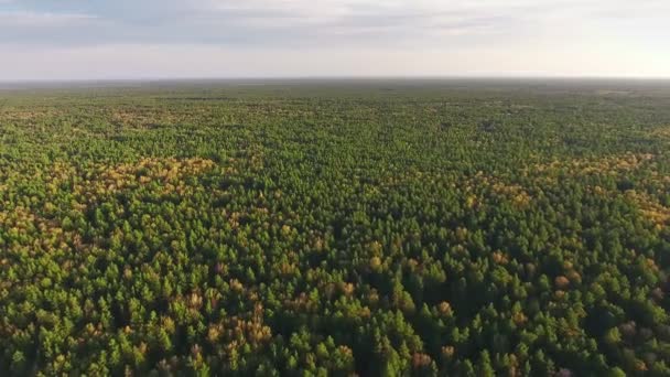 Vista aérea del bosque de verano. Siberia, taiga: naturaleza y copa de árbol suave — Vídeo de stock