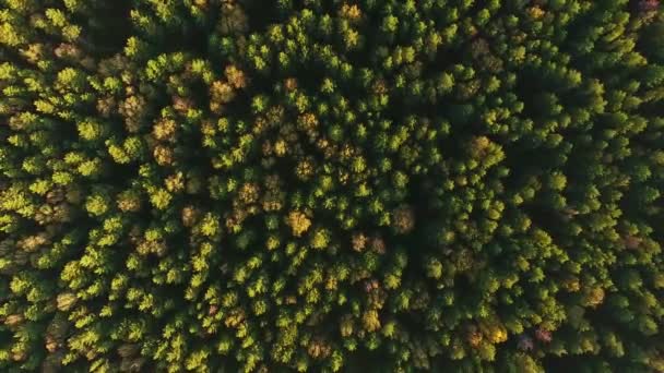 Top view: forest and trees at summer time with good weather. — Stock Video