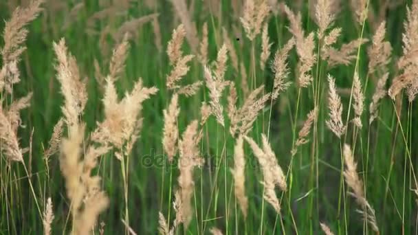 Άγριο χορτάρι με ανθέων ομαλά αιωρούνται στον αέρα, καλοκαιρινά φυτά — Αρχείο Βίντεο