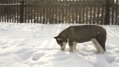 Küçük bir köpek yavrusu Husky doğurmak açık havada güneşli bir günde yürür