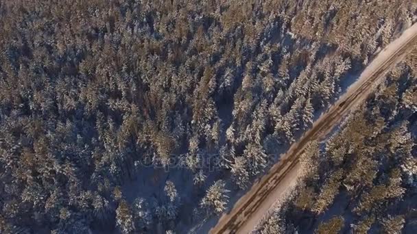 Eine schmale Forststraße zwischen schneebedeckten Tannen und Kiefern. — Stockvideo