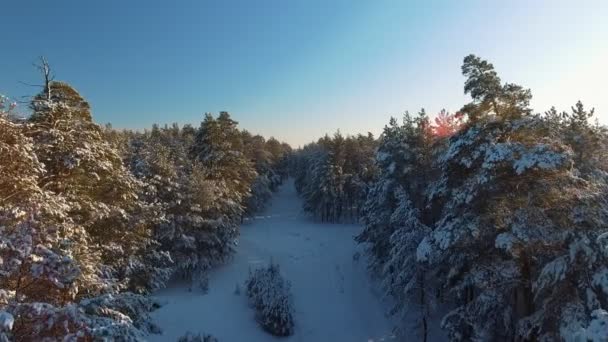 Zimowe Fantastyczny widok sosnowego lasu i drzew pokryte śniegiem. — Wideo stockowe