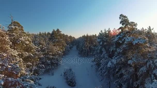 Skvělé zimní pohled borovicový les a stromy sněhem.