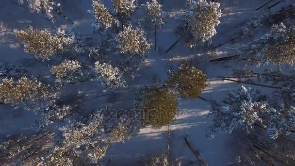 Bosque de pinos desde una vista de pájaro. Hermosa naturaleza invernal de Siberia — Vídeo de stock
