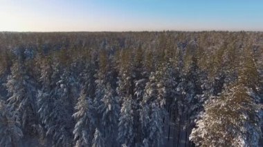 Karlı ağaçları ile iğne yapraklı kış orman. Havadan görünümü.