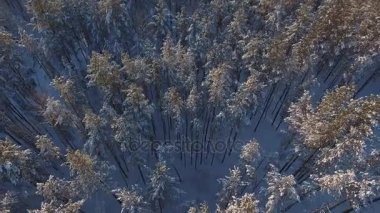 Bir sürü orman karda. Ladin karlı zirveleri üzerinden uçuş