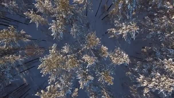 De toppen van de sneeuw van sparren en dennen. Vliegen over. Mooie bos. Luchtfoto — Stockvideo