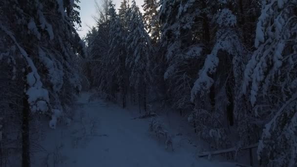 Vackra vinter natur i Sibirien: granar och tallar i snö — Stockvideo