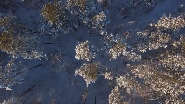 Bosque de pinos desde una vista de pájaro. Hermosa naturaleza invernal de Siberia — Vídeos de Stock