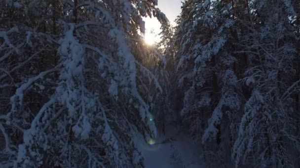 Jedle a borovice na sněhu, slunce mezi stromy — Stock video