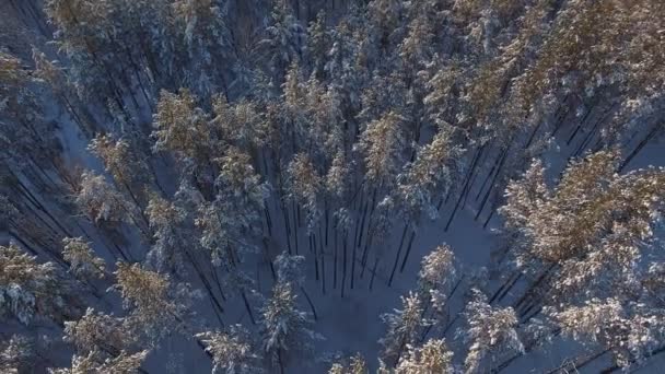 Beaucoup de neige dans la forêt. Vol au-dessus de sommets enneigés en épinette — Video