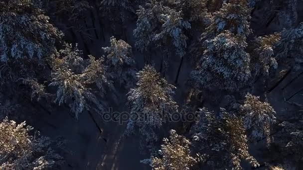 Belle nature hivernale de la Sibérie : forêt de conifères d'hiver, aérienne — Video