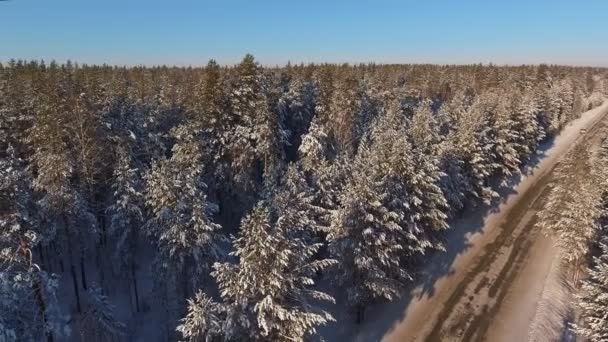 Une étroite route forestière entre sapins et pins enneigés — Video