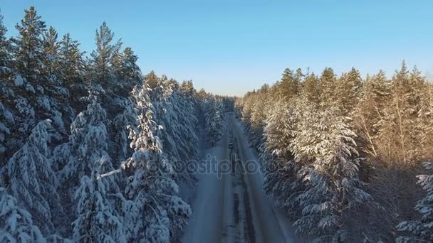 Bosque invernal de coníferas y camino resbaladizo. Vista aérea . — Vídeo de stock
