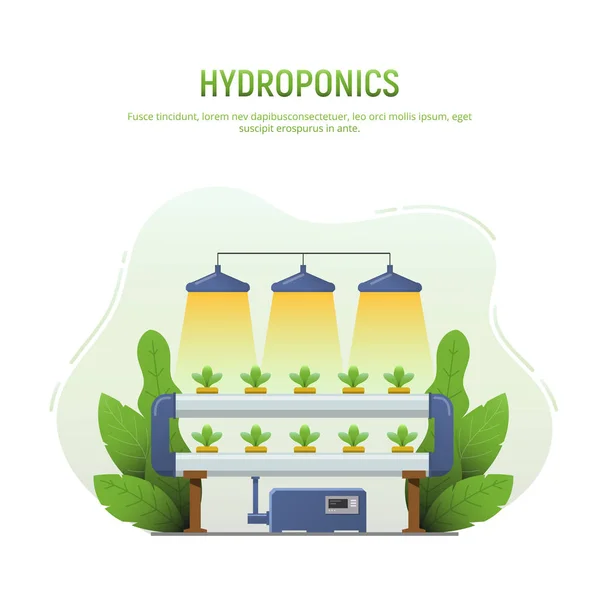 Hydroponics gård. Grönsaker hydroponic system isolerad på vit bakgrund. Vattenbruksmetod för odling av växter utan organiskt jordbruk i jord för hälsokost. Vektorillustration. — Stock vektor