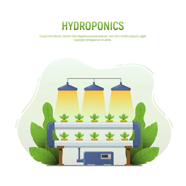 Fattoria idroponica. Sistema idroponico vegetale isolato su fondo bianco. Metodo idroponico di coltivazione di piante senza suolo agricoltura biologica per alimenti salutari. Illustrazione vettoriale . — Vettoriale Stock