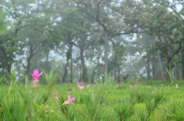 Siam Tulip sedang berkembang, Taman Nasional Sai Thong, Chaiyaphum — Stok Foto