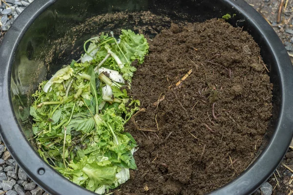 Método para alimentar lombrices de tierra en tazón esmaltado — Foto de Stock