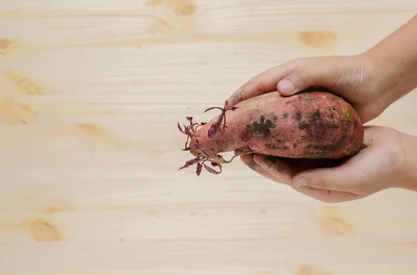 çocuğun elinde tatlı patates büyüme 