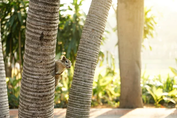 Sincap ağaçtan şüphe ile düzenlenen..