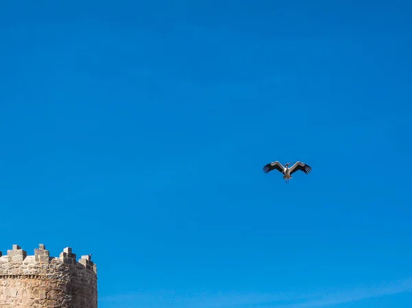 町の壁と青い空に飛んでいるコウノトリの頂点 — ストック写真