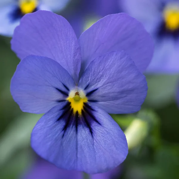 Detail lila květ rohatou fialová, Viola — Stock fotografie