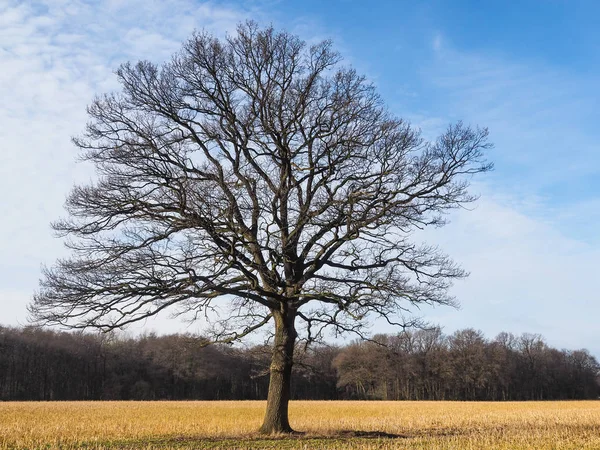 Un solo roble desnudo en un campo en invierno en Alemania — Foto de Stock