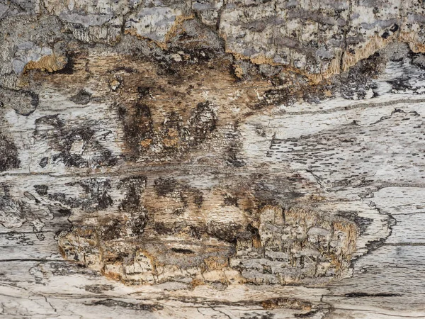 Zbliżenie: słojów drewna jako tło — Zdjęcie stockowe