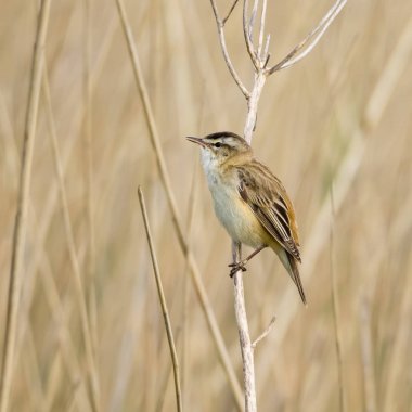 Reed bülbülü, Acrocephalus schoenobaenus