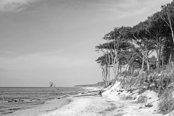 Imagen en blanco y negro de la playa occidental de la península Darss en Mecklemburgo-Pomerania Occidental, Alemania — Foto de Stock