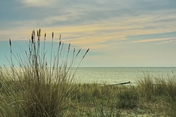Dunas con hierba de playa en la costa del Mar Báltico — Foto de Stock