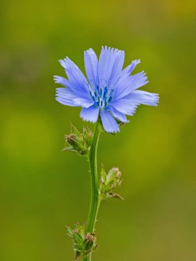 Yabani hindiba bir çiçeği Close-Up