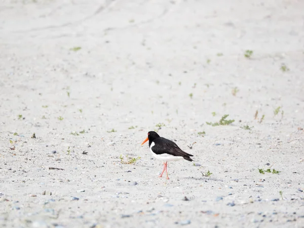 Rear view of an oystercatcher at the beach of the island Heligoland — Stock Photo, Image