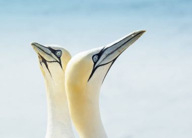 İki Kuzey gannets, Morus bassanus Close-Up