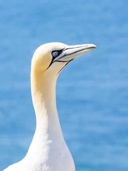 Close-up de um gancho do Norte, Morus bassanus — Fotografia de Stock