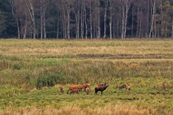 Rugiendo ciervo rojo con hace en el claro en el bosque en Alemania Oriental — Foto de Stock