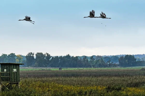 Uçan vinçler (Grus grus) Batı Pomeranya lagün alanı