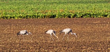 Aile üç vinç, grus grus, Batı Pomeranya lagün alanı hasat sahasının